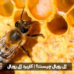 ژل‌رویال چیست؟